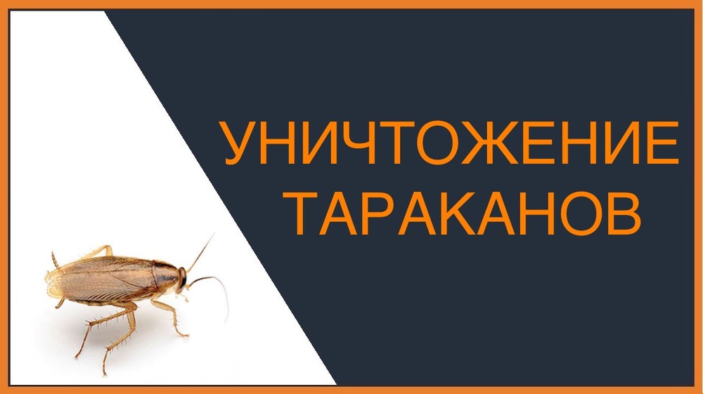Уничтожение тараканов в Волгограде